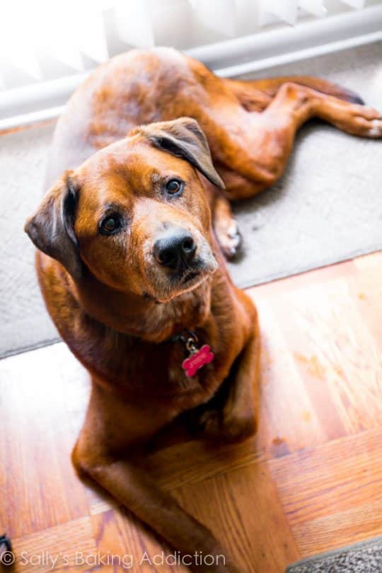 jude dog laying on the floor