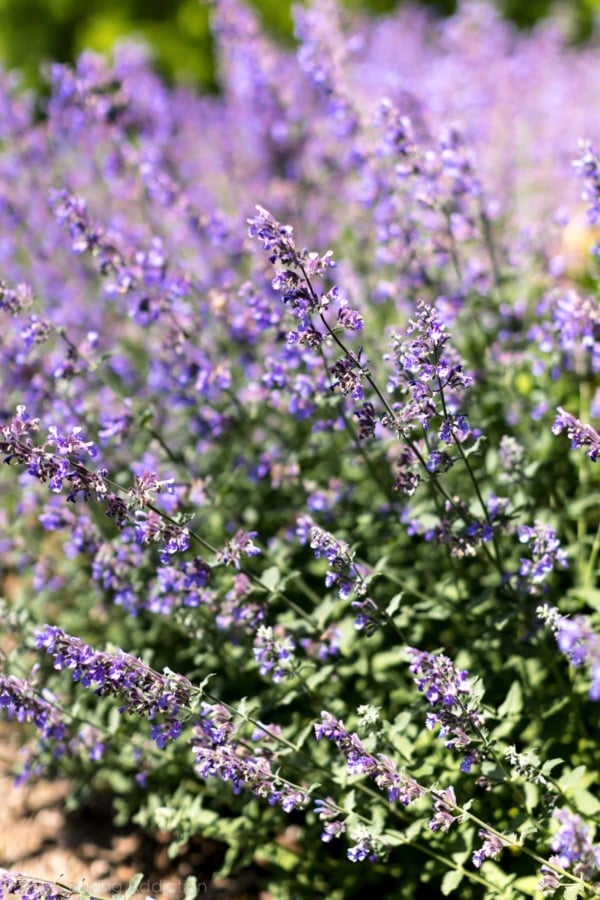 blue fortune flowers