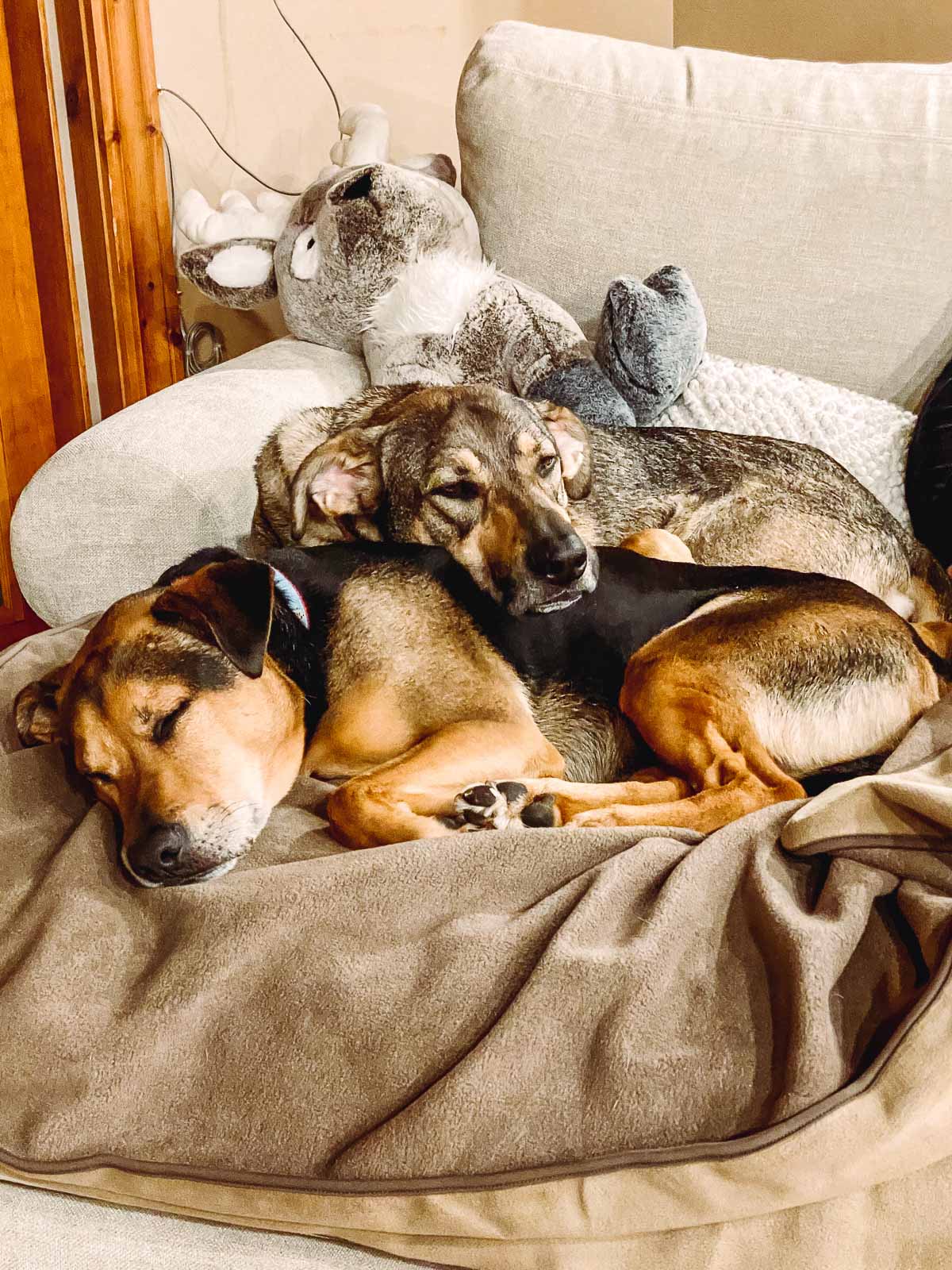 two dogs laying together on a chair.